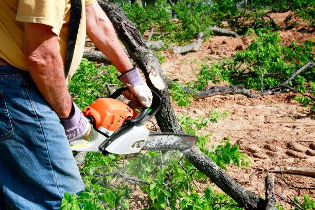 Best Best Tree Removal Services  in Fairmont, MN